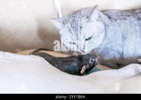 Canapé de chasse de rat de chat - Un chat tabby argenté chasse un rat noir sur un canapé beige. Banque D'Images