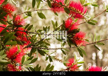 Brosse à bouteille citron (Callistemon citrinus) arbre en fleur Banque D'Images
