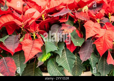 Fleur de poinsettia de Noël. Vue des feuilles rouges et vertes de fleur de Noël Banque D'Images