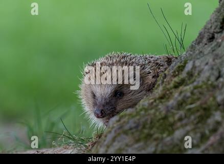 Un ami de jardin piquant. Un hérisson ( Erinaceus europaeus) fouillant autour d'un arbre dans un cadre boisé .. Suffolk, Royaume-Uni Banque D'Images