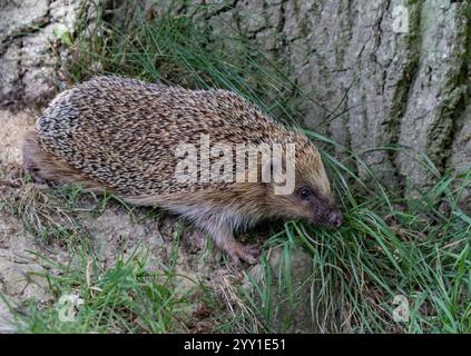 Un ami de jardin piquant. Un hérisson ( Erinaceus europaeus) rampant autour d'un arbre dans un cadre boisé .. Suffolk, Royaume-Uni Banque D'Images