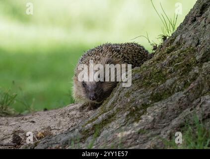 Un ami de jardin piquant. Un hérisson ( Erinaceus europaeus) rampant autour d'un arbre dans un cadre boisé . Suffolk, Royaume-Uni Banque D'Images