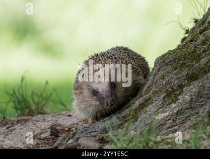 Un ami de jardin piquant. Un hérisson ( Erinaceus europaeus) rampant autour d'un arbre dans un cadre boisé .. Suffolk, Royaume-Uni Banque D'Images