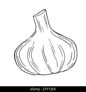 Ensemble d'illustration vectorielle dessinée à l'ail à la main. Ail isolé, clous de girofle, romarin et poivre noir. Croquis à l'ail Illustration de Vecteur