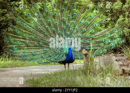 Élégant paon affichant des plumes vibrantes dans une paisible forêt allemande Banque D'Images