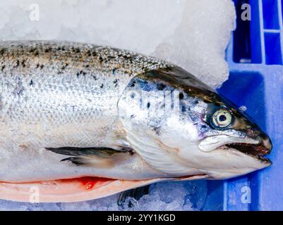 Comptoir dans le marché aux poissons. Salmo d'élevage. Madrid Banque D'Images