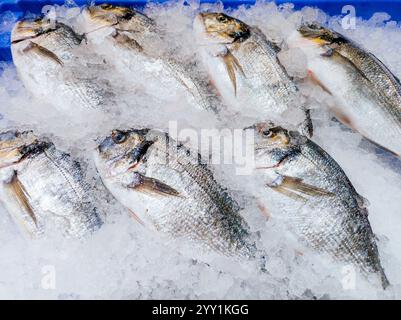 Comptoir dans le marché aux poissons. Dorade de Gilthead d'élevage. Madrid Banque D'Images