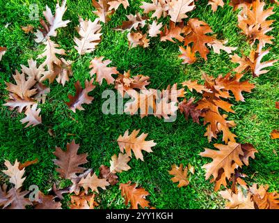 Feuilles tombées en automne. Le Parc Buen Retiro, Madrid, Comunidad de Madrid, Espagne, Europe Banque D'Images