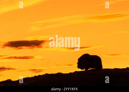 Boeuf musqué (Ovibos moschatus) vache solitaire / femelle silhouette sur un ciel orangé de coucher de soleil en automne, parc national de Dovrefjell–Sunndalsfjella, Norvège Banque D'Images