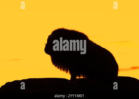 Boeuf musqué (Ovibos moschatus) vache solitaire / femelle silhouette sur un ciel orangé de coucher de soleil en automne, parc national de Dovrefjell–Sunndalsfjella, Norvège Banque D'Images