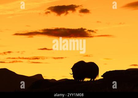 Boeuf musqué (Ovibos moschatus) vache solitaire / femelle silhouette sur un ciel orangé de coucher de soleil en automne, parc national de Dovrefjell–Sunndalsfjella, Norvège Banque D'Images