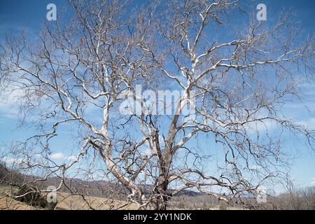 Virginie, États-Unis. Vue de la couronne d'un grand Sycamore au début du printemps. Banque D'Images