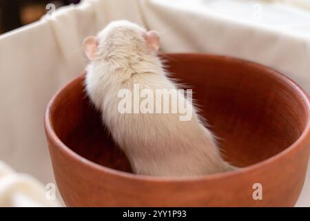 La tête d'un rat blanc sur un fond blanc, elle est assise dans une plaque d'argile et regarde dehors, mettant ses pattes avant sur le bord Banque D'Images