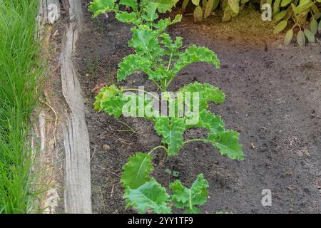 Les semis de chou frisé sont plantés dans le jardin du village. Culture de légumes dans le jardin de chalet. Agriculture. Banque D'Images