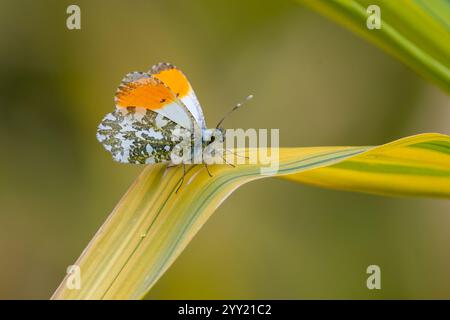 Papillon à pointe orange (Anthocharis cardamines) perché dans un jardin britannique Banque D'Images