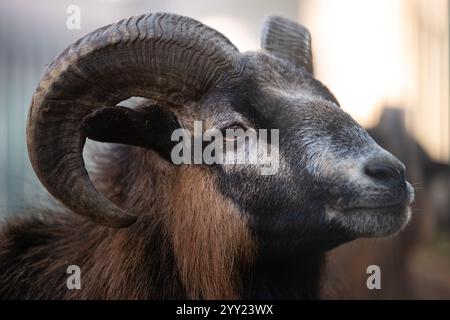 Portrait du beau Muflon européen (Ovis orientalis). Gros plan. Banque D'Images