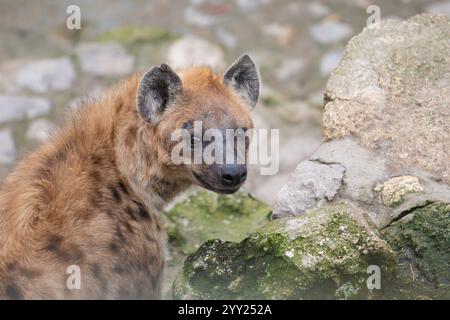 Portrait rapproché de la hyène tachetée (Crocuta crocuta), également connue sous le nom de hyène riante. Banque D'Images