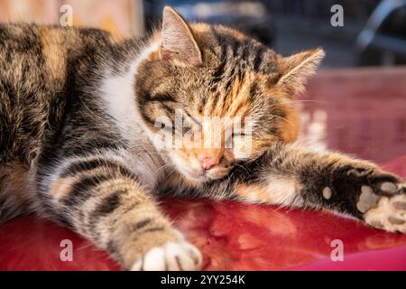 Chat de rue tricolore mignon dormant sur le toit de voiture rouge en gros plan Banque D'Images