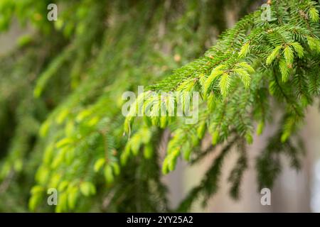 Gros plan des pointes d'épinette, nouvelle croissance sur l'épinette au printemps. Pointes d'épinette fraîche dans une forêt. De jeunes pousses d'épinette ont été mangées au début du printemps. Banque D'Images