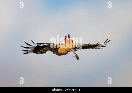 Eurasian Hoopoe Upupa époques en vol avec un coléoptère dans sa scène de la faune de bec. Gros plan. Banque D'Images