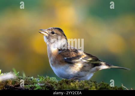 Brambling, Fringilla montifringilla, oiseau dans la forêt d'automne. Magnifique songbird coloré, vue latérale. Gros plan. Banque D'Images