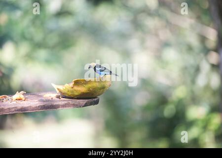 Un petit oiseau mangeant une papaye Banque D'Images