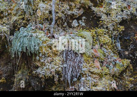 Végétation forestière couverte de gel. Fougère, mousse, herbe, feuilles tombées dans le gel. Premières gelées dans la forêt. Banque D'Images