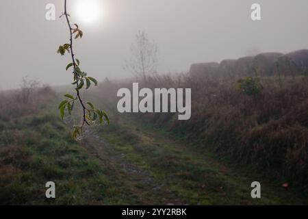 Branche de hanches roses en gouttes de rosée. Floue balles rondes de paille et route au sol sur fond. Brumeux tôt le matin, champ, herbe jaunie et arbre l Banque D'Images