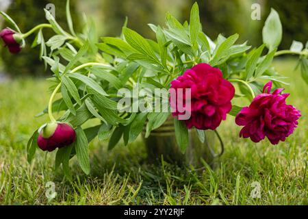 Pivoines rouges fraîchement coupées avec des feuilles vertes luxuriantes placées dans un seau en métal rustique sur de l'herbe verte vibrante dans un cadre de jardin Banque D'Images