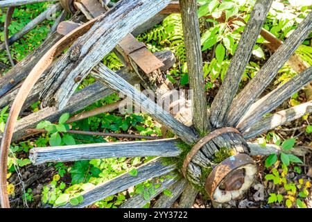 Une roue avec une jante rouillée est entourée de feuilles vertes. La roue est vieille et usée, mais elle a encore de la vie. Les feuilles et la roue ensemble Banque D'Images