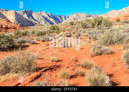 Un paysage désertique avec quelques arbres et un chemin rocheux. Le ciel est clair et bleu Banque D'Images