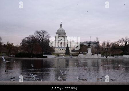 Des oiseaux sont vus dans le Capitole Reflecting Pool devant le Capitole de Washington DC le 18 décembre 2024. Crédit : Aashish Kiphayet/Alamy Banque D'Images