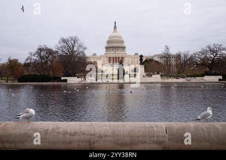 Des oiseaux sont vus dans le Capitole Reflecting Pool devant le Capitole de Washington DC le 18 décembre 2024. Crédit : Aashish Kiphayet/Alamy Banque D'Images