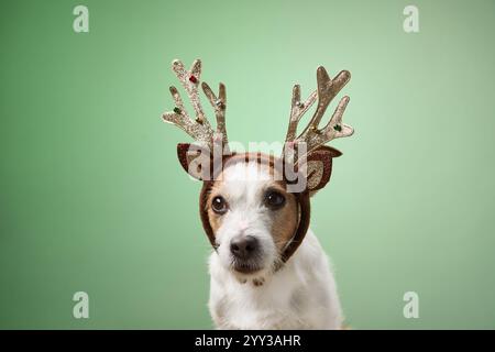 Un Jack Russell Terrier porte des bois décoratifs et est assis calmement sur un fond vert. La photo festive met en valeur le chien amusant et curieux Banque D'Images