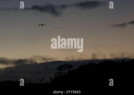 Un héron gris (Ardea cinerea) vole à travers un ciel brumeux de l'aube dans la campagne de Kanagawa, au Japon. Banque D'Images