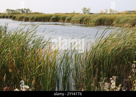 graminées naturelles des prairies au bord des marais et des étangs Banque D'Images