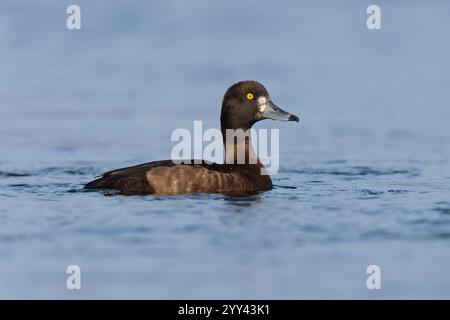 Canard touffeté (Aythya fuligula), vue latérale d'une femelle adulte nageant, région du Nord-est, Islande Banque D'Images