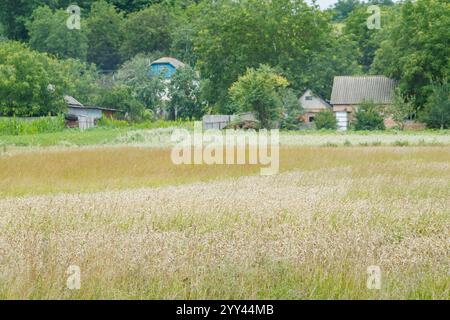 Un champ de blé mûr près d'une maison rurale en Ukraine. Culture biologique du blé Banque D'Images