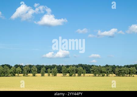Un champ de blé sous un ciel bleu avec des nuages et des arbres en arrière-plan. Banque D'Images