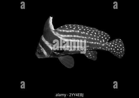 Poisson noir et blanc avec des rayures complexes et des motifs à taches nageant sur un fond noir Uni le contraste élevé souligne son texte unique Banque D'Images