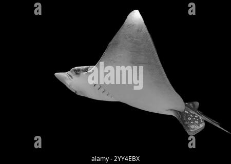 Une photographie en noir et blanc saisissante capture la forme élégante d'une raie manta glissant sans effort sur un fond sombre, mettant en valeur son élégance Banque D'Images