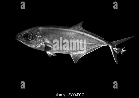 Photographie monochrome de poissons présentés sur un fond noir, mettant en évidence son détail et sa texture L'image capture le contraste et la beauté de Aqu Banque D'Images