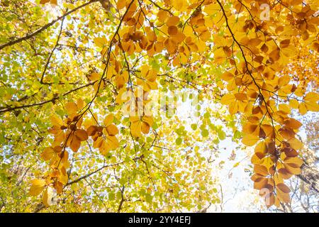 Une vue vibrante sur la canopée d'automne dans l'ancienne forêt d'if de Tosande, mettant en valeur le feuillage doré contre un ciel lumineux, reflétant l'être serein Banque D'Images