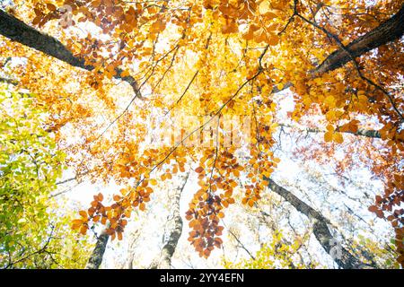 De dessous les feuilles d'automne dorées s'entrelacent au-dessus de la tête dans l'éloignement de l'antique bosquet d'if de Tosande, un trésor européen caché dans la montagne de Palencia Banque D'Images