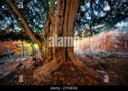 Majestueux if millénaire debout dans la forêt enchantée de Tosande, Palencia, qui met en valeur l'un des plus importants plantations d'if d'Europe au milieu de la vie Banque D'Images