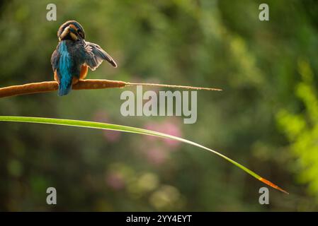 Un oiseau kingfisher vibrant, au plumage bleu et orange saisissant, se perche gracieusement sur une branche sur un fond vert luxuriant et naturel Banque D'Images