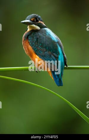 L'oiseau kingfisher vibrant perche gracieusement sur une branche élancée. Son plumage bleu et orange saisissant contraste magnifiquement avec un vent doux et flou Banque D'Images