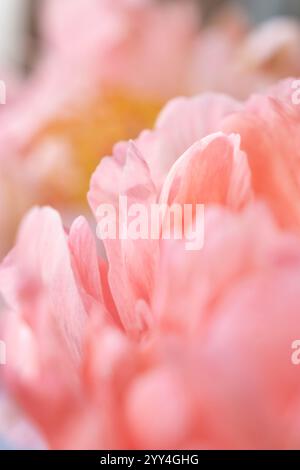 Un gros plan de rêve de pétales de pivoine rose doux la texture délicate et les douces couleurs pastel créent une atmosphère calme et éthérée dans cet abstrait Banque D'Images