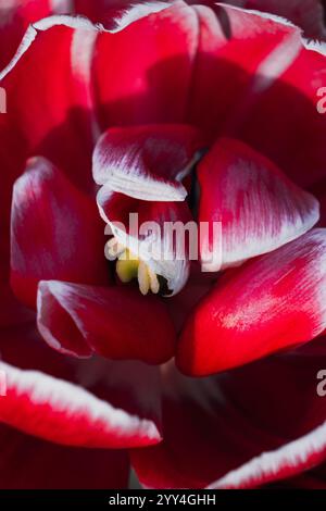 Une superbe photo macro d'une tulipe rouge et blanche, capturant ses pétales délicats et ses détails complexes dans des couleurs éclatantes parfaites pour le printemps ou la nature Banque D'Images