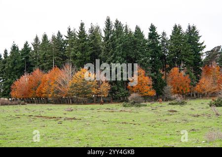 Un paysage d'automne dynamique présente des pâturages verdoyants et une variété d'arbres au feuillage orange et jaune. La scène est complétée par le pâturage des cerfs Banque D'Images